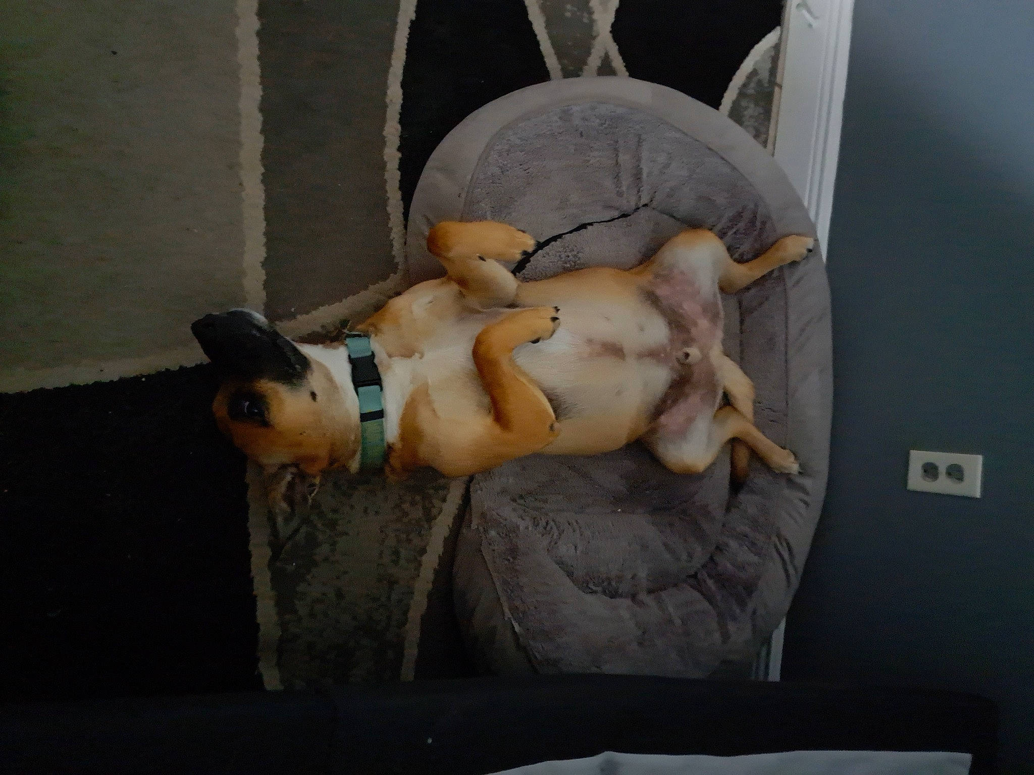 Jiggy joined the competition — help win amazing prizes! abdomen, art, canidae, carnivore, comfort, companion_dog, couch, dog, dog_breed, fawn, felidae, non_sporting_group, room, snout, sporting_group, tail, toy, toy_dog, trunk, working_animal