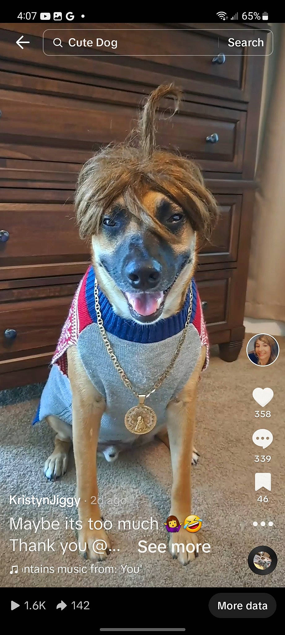 Jiggy is registered to the contest to win money with this photo: cabinetry, canidae, carnivore, collar, companion_dog, dog, dog_breed, dog_clothes, dog_collar, dog_supply, drawer, fawn, fur, leash, pet_supply, snout, sporting_group, whiskers, wood, working_animal