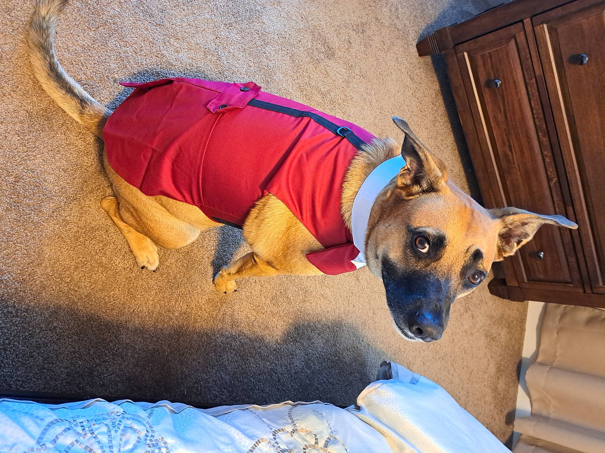 Jiggy joined the competition — help win amazing prizes! blue, canidae, carnivore, collar, comfort, companion_dog, dog, dog_breed, dog_clothes, dog_collar, dog_supply, door, electric_blue, fawn, paw, pet_supply, snout, sporting_group, toy_dog, working_animal