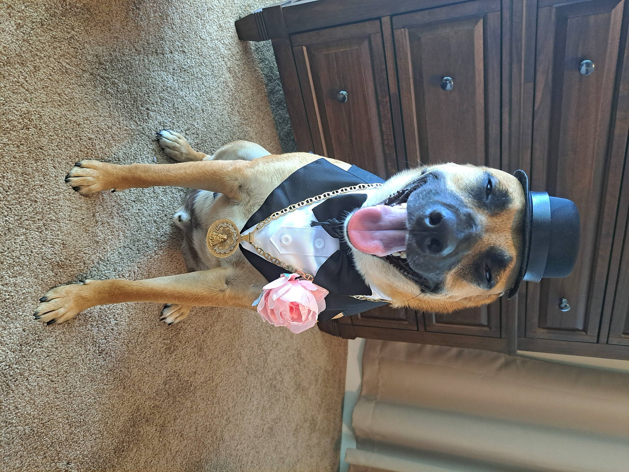 Jiggy is registered to the contest to win money with this photo: cabinetry, canidae, carnivore, companion_dog, concrete, dog, dog_breed, dog_supply, door, door_handle, fawn, fun, human_leg, non_sporting_group, smile, sporting_group, vehicle_door, wood, working_animal