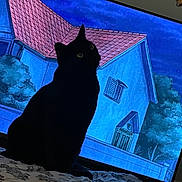 Clueless joined the competition — help win amazing prizes! animal, animated_background, black_cat, blanket, cat, cozy, curious, dark, eyes, feline, house, indoor, night, pattern, pet, room, shadow, sitting, starry_sky, television
