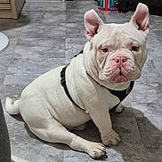 Kado joined the competition — help win amazing prizes! bulldog, puppy, dog, white, pet, sitting, floor, tile_floor, indoor, harness, wrinkles, ears, cute, animal, companion, looking, young, domestic, canine, portrait