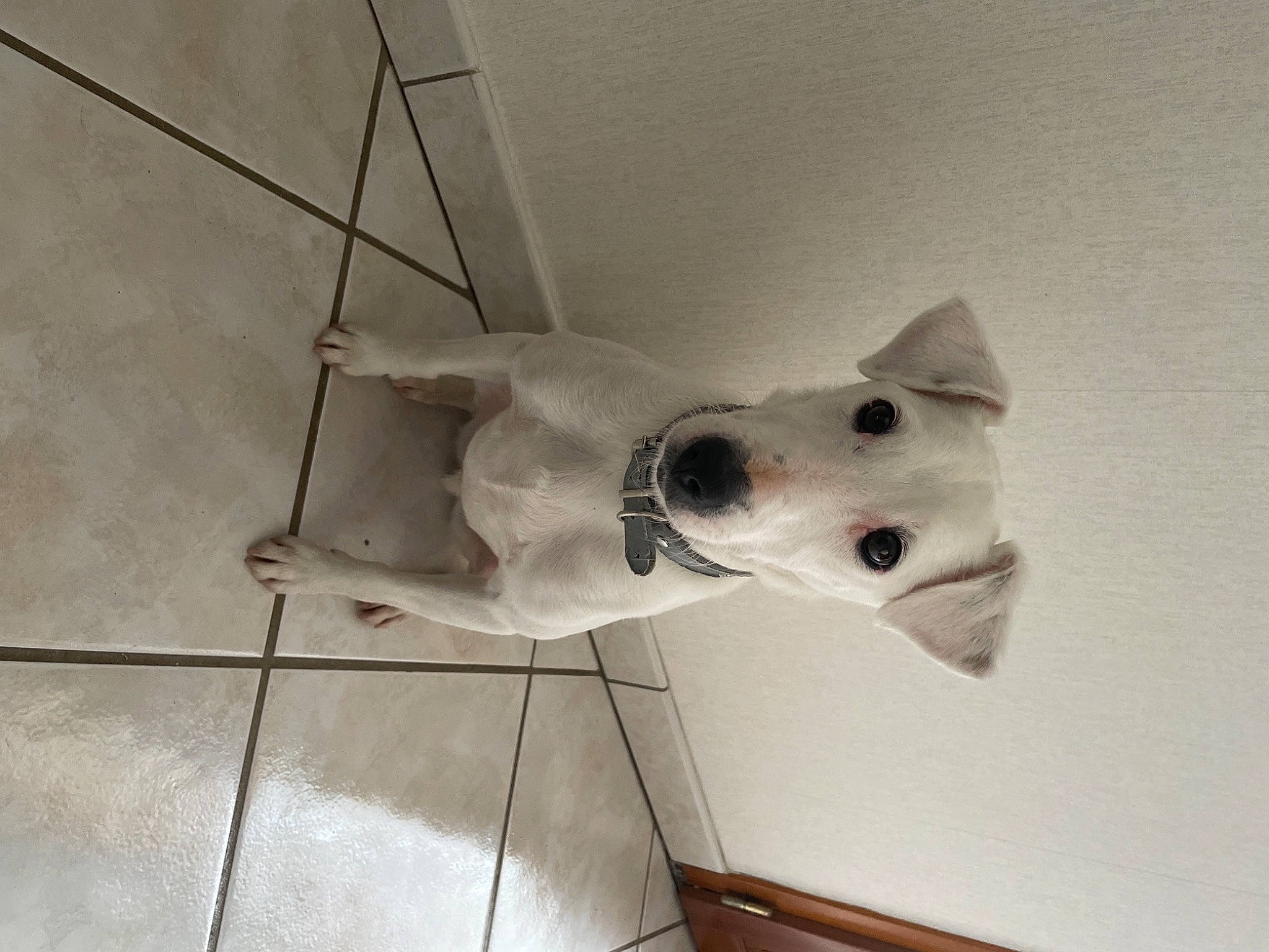 Jump a rejoint le concours — aidez-le/la à gagner de superbes lots ! art, canidae, carnivore, ceiling, companion_dog, dog, dog_breed, door, flooring, metal, monochrome, monochrome_photography, non_sporting_group, room, snout, sporting_group, triangle, visual_arts, wood, working_animal