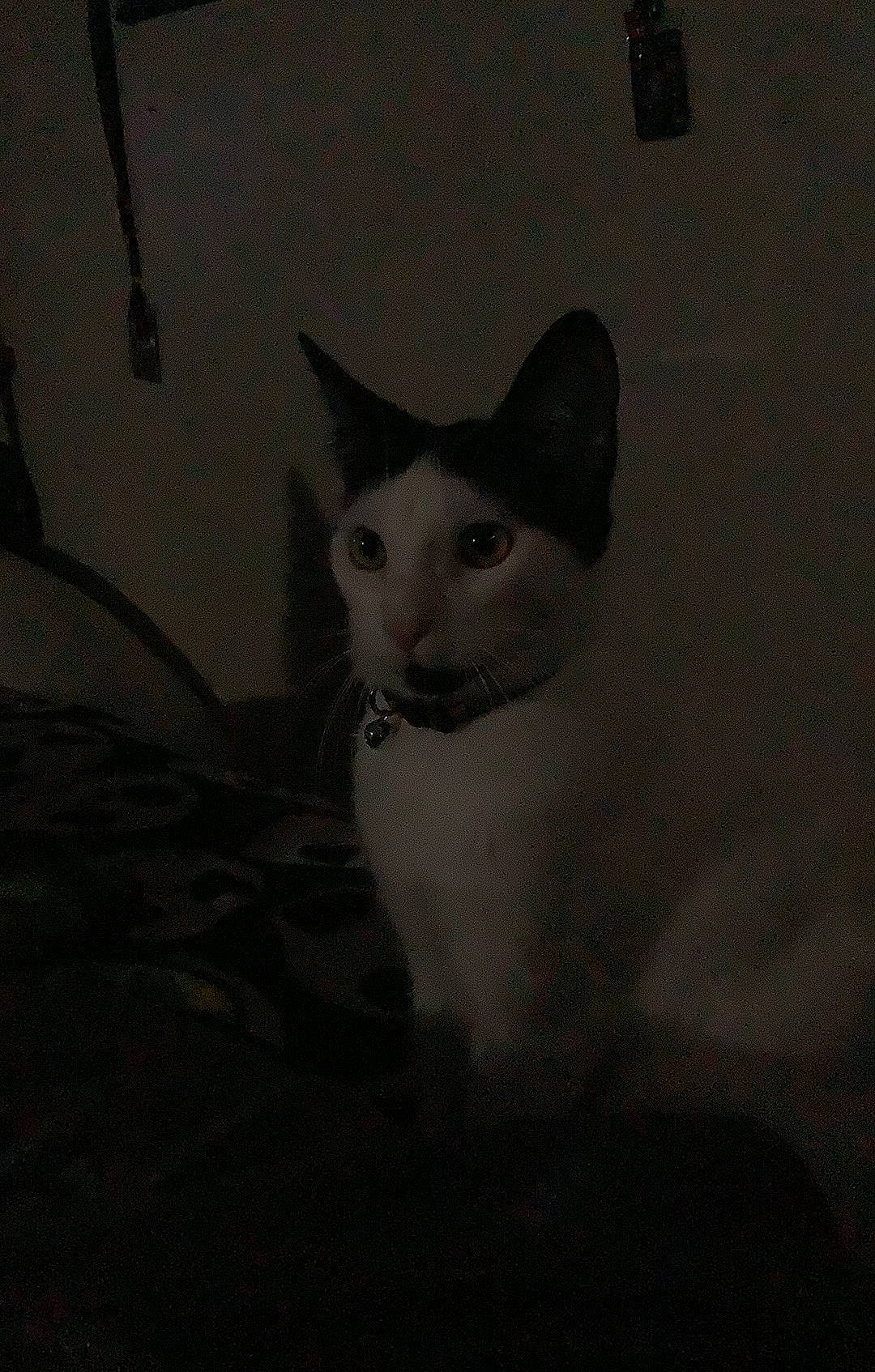 Kuro joined the competition — help win amazing prizes! carnivore, cat, darkness, domestic_short_haired_cat, eye, felidae, fur, grey, monochrome, monochrome_photography, room, small_to_medium_sized_cats, snout, tail, terrestrial_animal, visual_arts, whiskers