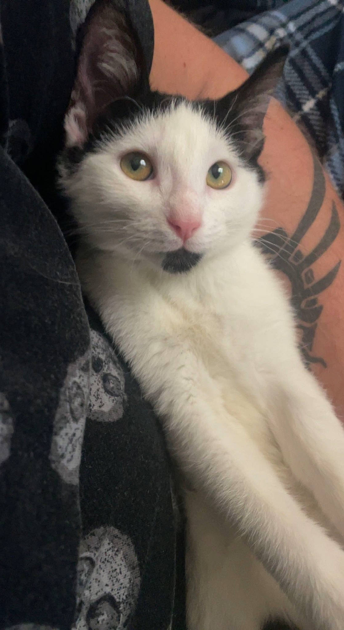 Kuro is registered to the contest to win money with this photo: carnivore, cat, claw, comfort, domestic_short_haired_cat, felidae, fur, paw, small_to_medium_sized_cats, snout, tail, whiskers