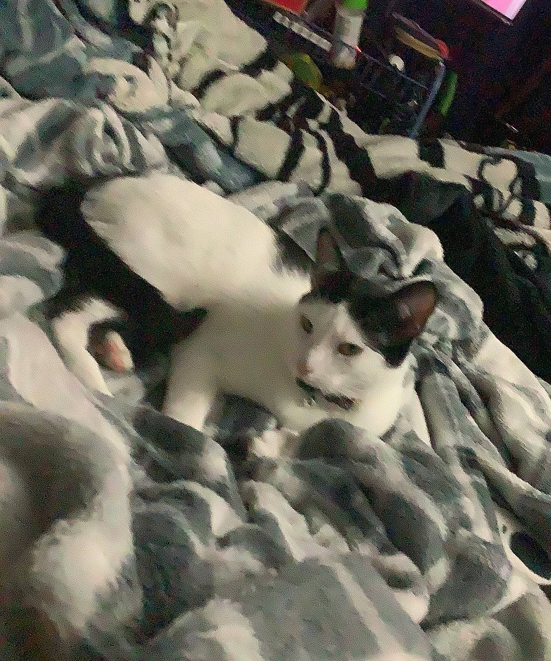 Kuro joined the competition — help win amazing prizes! art, bed_sheet, bedding, blanket, comfort, felidae, flooring, fur, linens, monochrome, pattern, rock, room, sand, shadow, toy, winter, wool