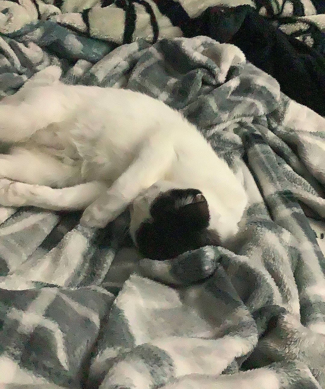 Kuro joined the competition — help win amazing prizes! art, bedding, comfort, fur, grey, linens, monochrome, monochrome_photography, pattern, petal, rock, white, wood