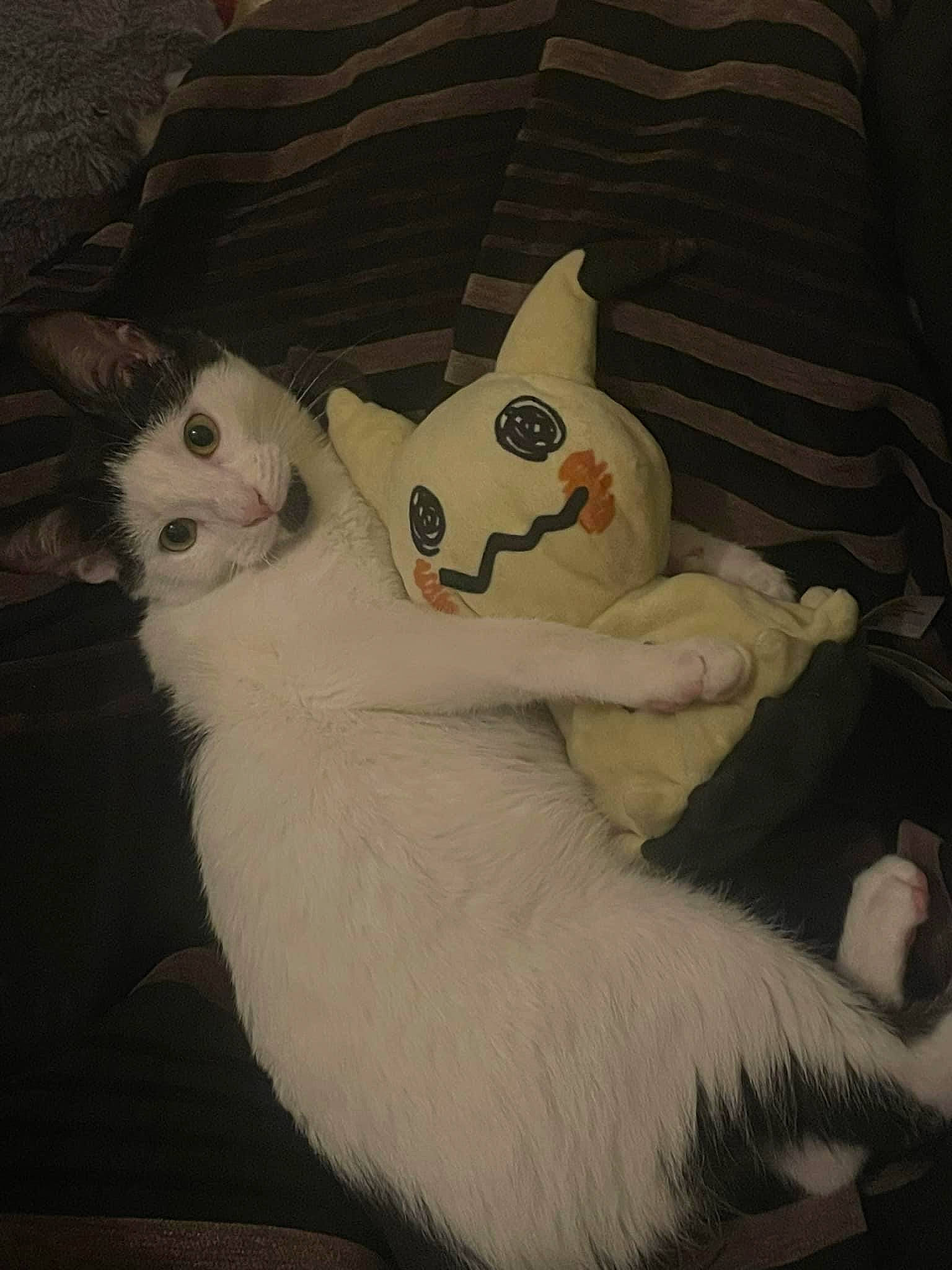 Kuro is registered to the contest to win money with this photo: art, carmine, carnivore, cat, comfort, companion_dog, domestic_short_haired_cat, fawn, felidae, fur, head, linens, plush, room, small_to_medium_sized_cats, stuffed_toy, tail, textile, toy, whiskers