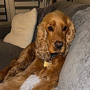 Ulysse a rejoint le concours — aidez-le/la à gagner de superbes lots ! dog, cocker_spaniel, brown_dog, indoor, couch, blanket, pillow, plant, relaxed, pet, furniture, cozy, living_room, fur, collar, face, ears, home, resting, domestic_animal