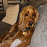dog, cocker_spaniel, brown_dog, indoor, couch, blanket, pillow, plant, relaxed, pet, furniture, cozy, living_room, fur, collar, face, ears, home, resting, domestic_animal