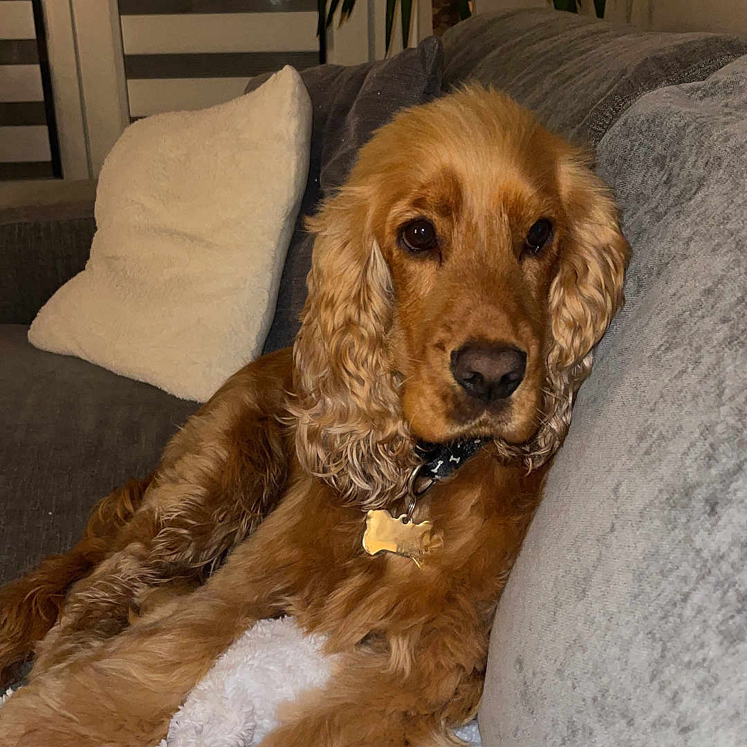 Ulysse a rejoint le concours — aidez-le/la à gagner de superbes lots ! dog, cocker_spaniel, brown_dog, indoor, couch, blanket, pillow, plant, relaxed, pet, furniture, cozy, living_room, fur, collar, face, ears, home, resting, domestic_animal