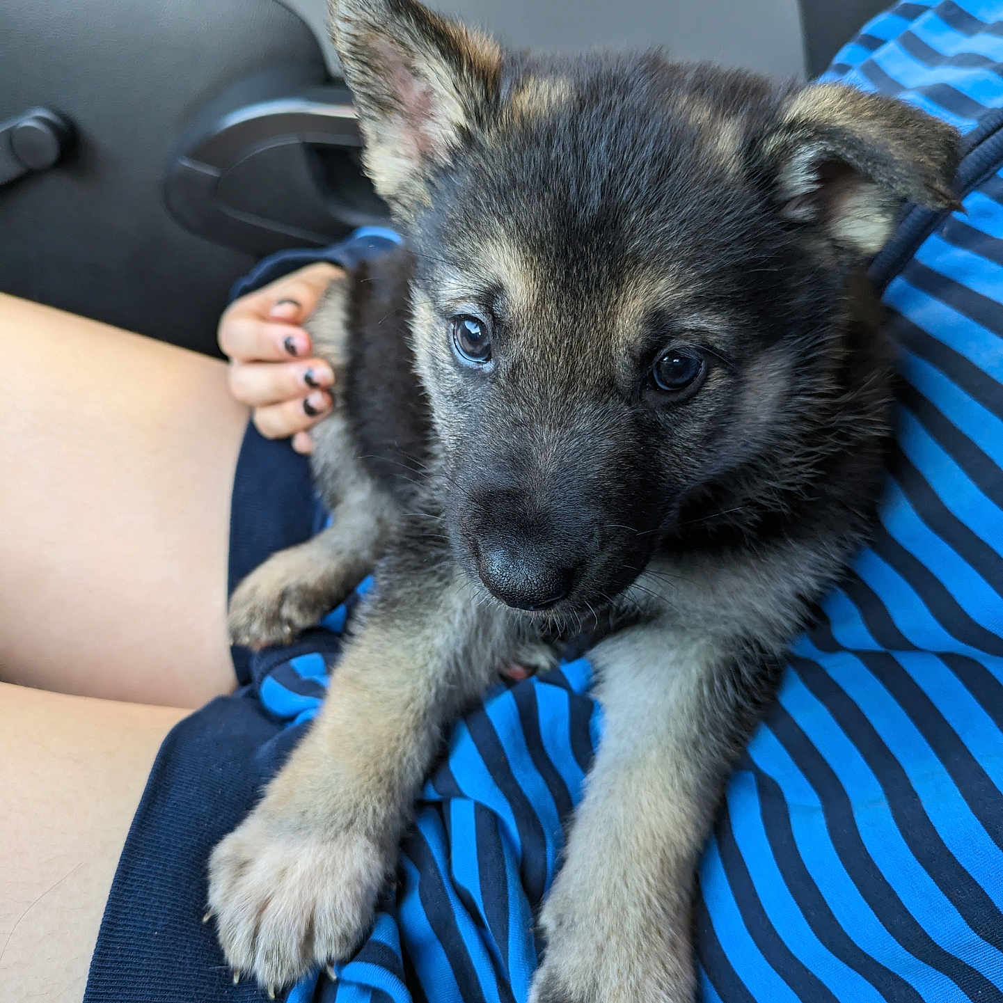 Sadie joined the competition — help win amazing prizes! accessories, alloywheel, animal, bodypart, canine, car, carwheel, dog, finger, germanshepherd, hand, husky, jewelry, machine, person, pet, puppy, ring, spoke, tire