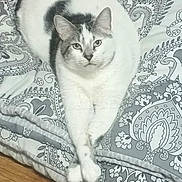 Kilo joined the competition — help win amazing prizes! cat, white_cat, gray_cat, pet, animal, bedspread, patterned_bedspread, indoor, feline, resting, cute, fluffy, relaxed, paws, stretching, fur, comfort, home, floor, cozy
