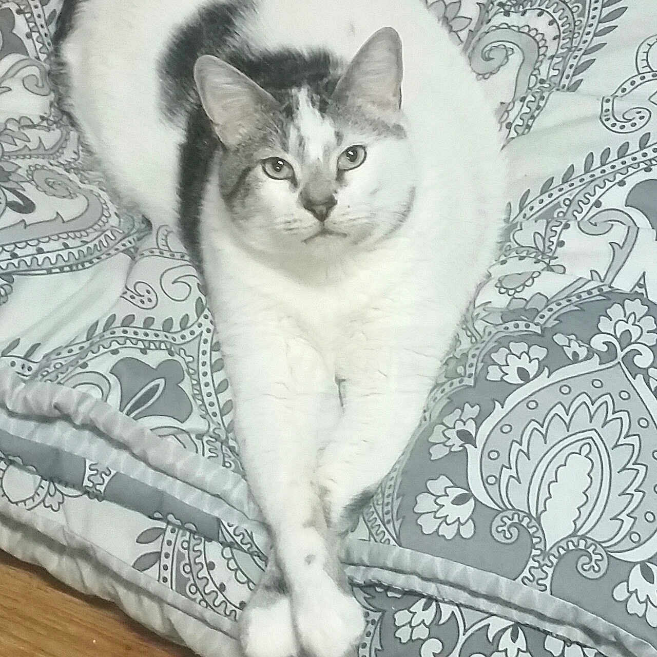 Kilo
