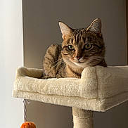 Rexie participe au concours pour gagner de l'argent avec cette photo : cat, tabby, cat_tree, plush, pet, feline, indoor, perch, toy, pom_poms, fur, animal, whiskers, ears, resting, looking, light, window, cozy, home