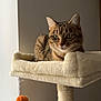 cat, tabby, cat_tree, plush, pet, feline, indoor, perch, toy, pom_poms, fur, animal, whiskers, ears, resting, looking, light, window, cozy, home