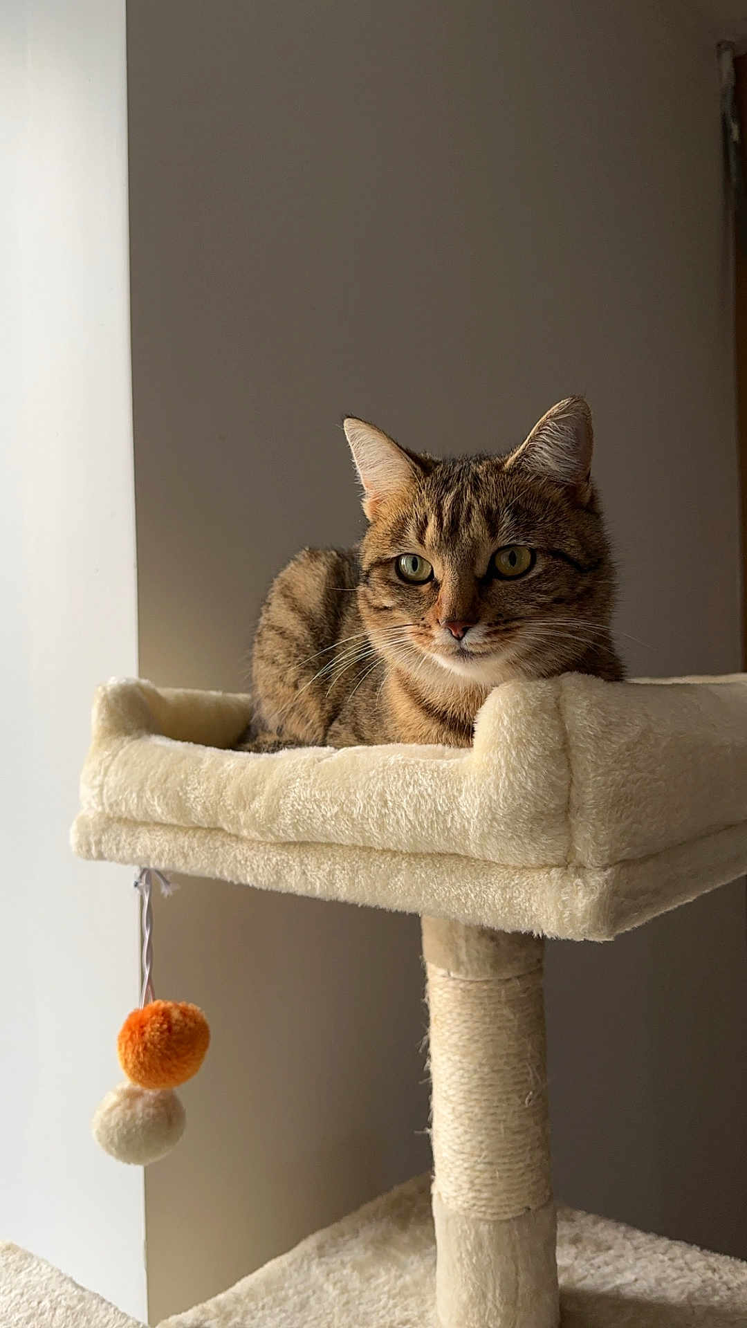 Rexie participe au concours pour gagner de l'argent avec cette photo : cat, tabby, cat_tree, plush, pet, feline, indoor, perch, toy, pom_poms, fur, animal, whiskers, ears, resting, looking, light, window, cozy, home