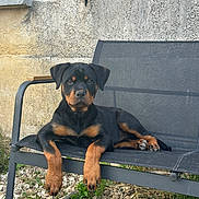 Aïka participe au concours pour gagner de l'argent avec cette photo : rottweiler, puppy, dog, black, brown, outdoor, chair, mesh, stone_wall, grass, rocks, pet, animal, relaxed, sitting, cute, young, portrait, looking_at_camera, nature