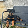 rottweiler, puppy, dog, black, brown, outdoor, chair, mesh, stone_wall, grass, rocks, pet, animal, relaxed, sitting, cute, young, portrait, looking_at_camera, nature