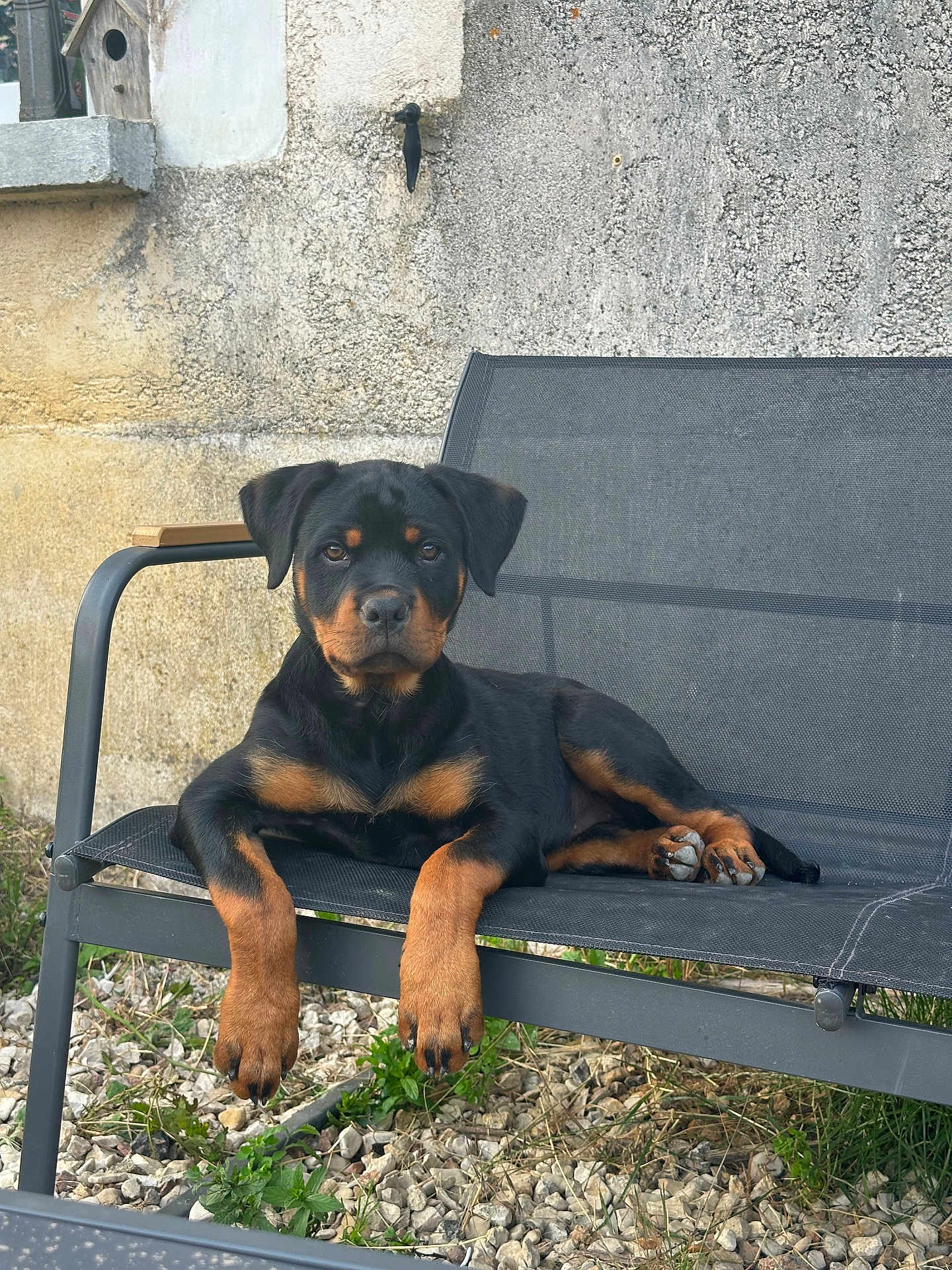 Aïka participe au concours pour gagner de l'argent avec cette photo : rottweiler, puppy, dog, black, brown, outdoor, chair, mesh, stone_wall, grass, rocks, pet, animal, relaxed, sitting, cute, young, portrait, looking_at_camera, nature