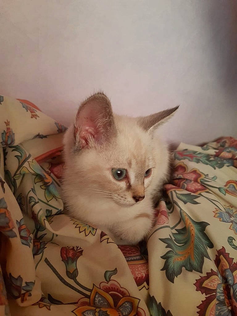 Mourmour participe au concours pour gagner de l'argent avec cette photo : carnivore, cat, cat_supply, comfort, domestic_short_haired_cat, felidae, fur, iris, pattern, paw, pet_supply, small_to_medium_sized_cats, tail, whiskers