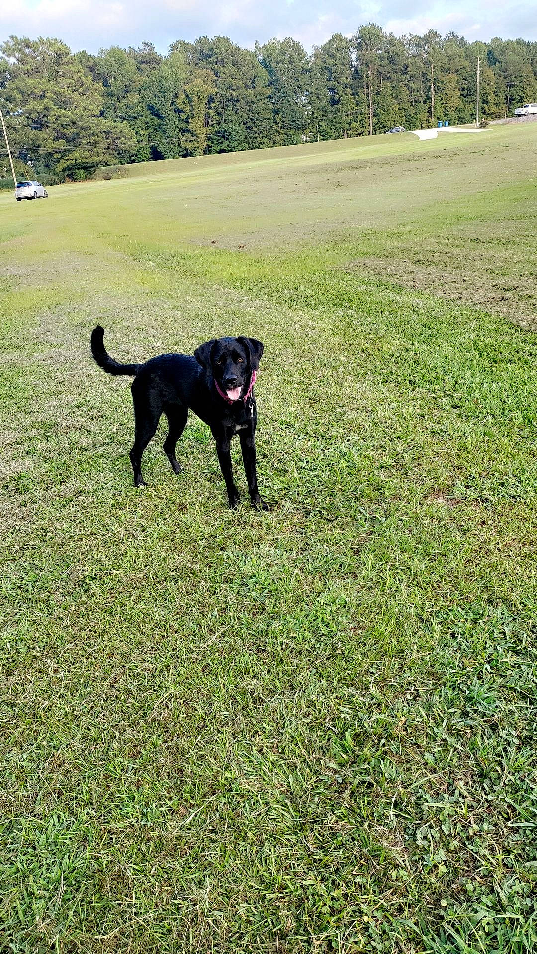 Oaklynn Grace Lunsford is registered to the contest to win money with this photo: borador, canidae, carnivore, collar, companion_dog, dog, dog_breed, dog_collar, grass, grassland, groundcover, guard_dog, gun_dog, landscape, pasture, plant, sporting_group, tail, tree, working_animal