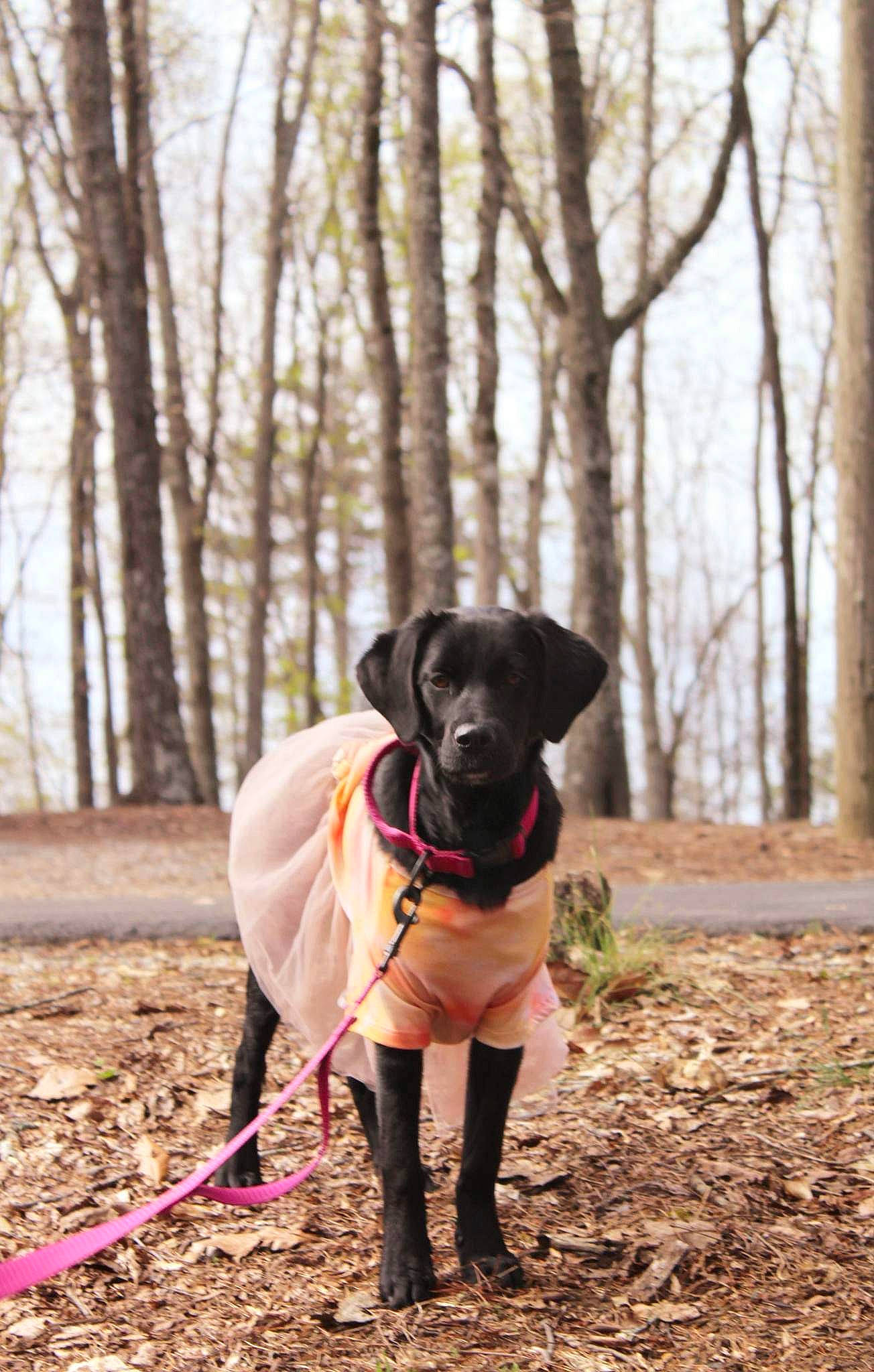 Oaklynn Grace Lunsford is registered to the contest to win money with this photo: canidae, carnivore, collar, companion_dog, dog, dog_breed, dog_collar, dog_supply, fawn, forest, pet_supply, plant, snout, soil, sporting_group, tail, terrestrial_animal, tree, wood, working_animal