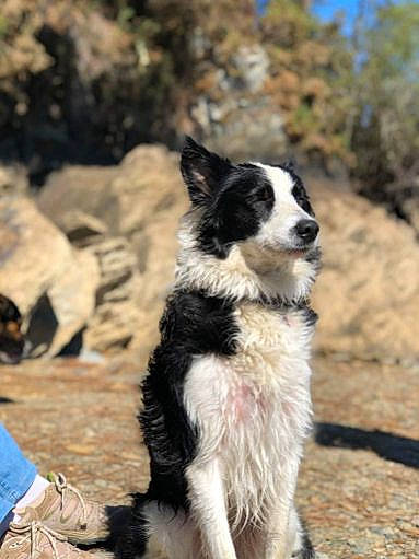 Pucca a rejoint le concours — aidez-le/la à gagner de superbes lots ! border_collie, canidae, carnivore, companion_dog, dog, dog_breed, fur, herding_dog, mcnab, plant, snout, soil, sporting_group, tail, tree, working_animal, working_dog