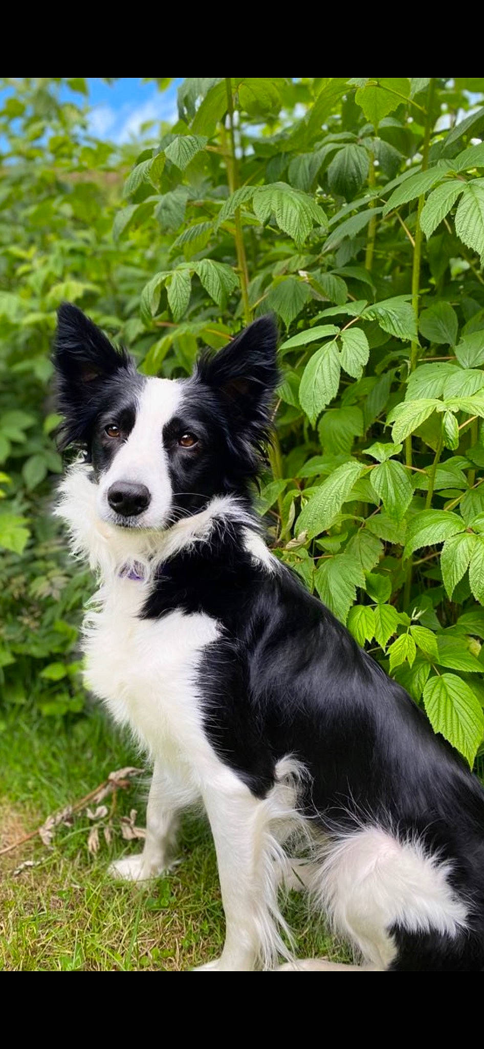 Pucca a rejoint le concours — aidez-le/la à gagner de superbes lots ! border_collie, canidae, carnivore, companion_dog, dog, dog_breed, grass, herding_dog, plant, sporting_group, tail, working_animal, working_dog
