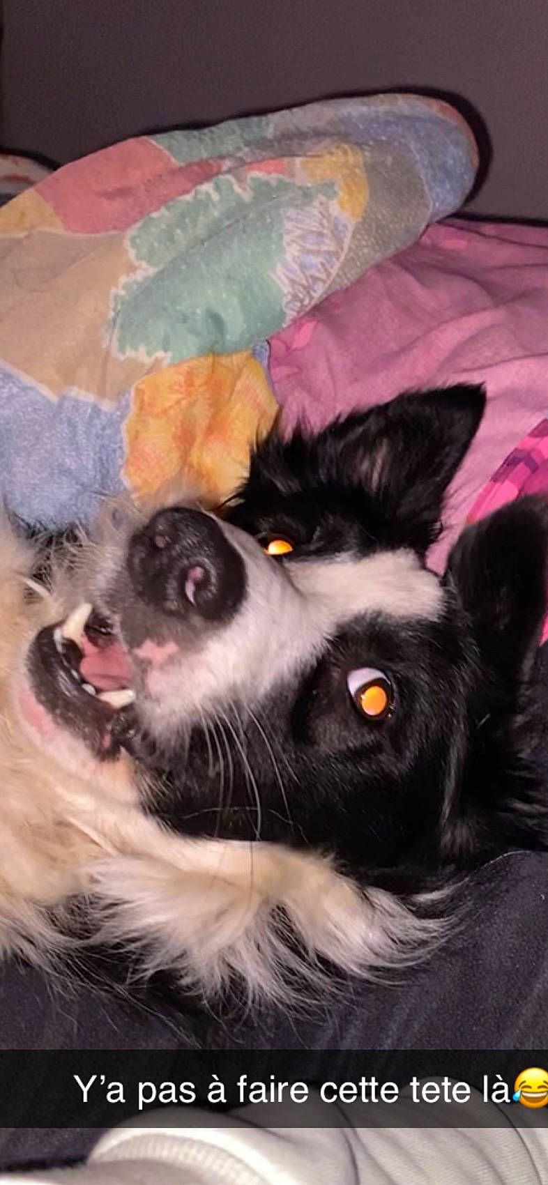 Pucca participe au concours pour gagner de l'argent avec cette photo : canidae, carnivore, companion_dog, dog, dog_breed, ear, felidae, fur, herding_dog, non_sporting_group, paw, small_to_medium_sized_cats, snout, sporting_group, tail, terrestrial_animal, textile, toy_dog, whiskers, working_animal