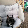 animal, black_dog, chair, comfort, cushion, dog, domestic_animal, french_bulldog, furniture, home, outdoor, pet, pet_indoor, pet_portrait, pillow, relaxing, resting, seating, wicker, wooden_floor
