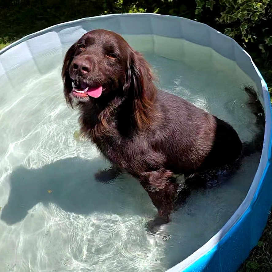 Texas participe au concours pour gagner de l'argent avec cette photo : dog, chocolate_dog, pool, water, backyard, outdoor, summer, sunlight, grass, lounge_chair, swimming, wet, happy, tongue_out, standing, pet, animal, brown_fur, garden, portrait
