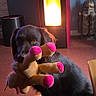 Texas a rejoint le concours — aidez-le/la à gagner de superbes lots ! dog, black_dog, stuffed_animal, plush_toy, toy, sitting, indoors, portrait, pet, brown_floor, patterned_rug, warm_lighting, lamp, home_decor, furniture, cozy, playful, long_hair, animal, cute