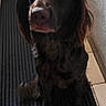 Texas participe au concours pour gagner de l'argent avec cette photo : dog, brown_dog, long_hair, floppy_ears, portrait, sitting, indoor, hallway, tile_floor, door, wall, mat, plush_toy, stuffed_animal, tennis_ball, pet, animal, looking_at_camera, dark_fur, home