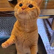 Punkin joined the competition — help win amazing prizes! cat, orange_tabby, pet, indoor, table, soda_can, food, carpet, curious, whiskers, feline, cute, paws, looking_up, domestic_animal, furniture, brown, black_surface, closeup, playful