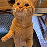 cat, orange_tabby, pet, indoor, table, soda_can, food, carpet, curious, whiskers, feline, cute, paws, looking_up, domestic_animal, furniture, brown, black_surface, closeup, playful