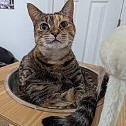 Squackers is registered to the contest to win money with this photo: animal, cat, curious, cute, domestic_cat, ears, eyes, face, feline, fur, house, indoor, pet, playful, relaxed, tabby, tail, toy, whiskers, wooden_surface