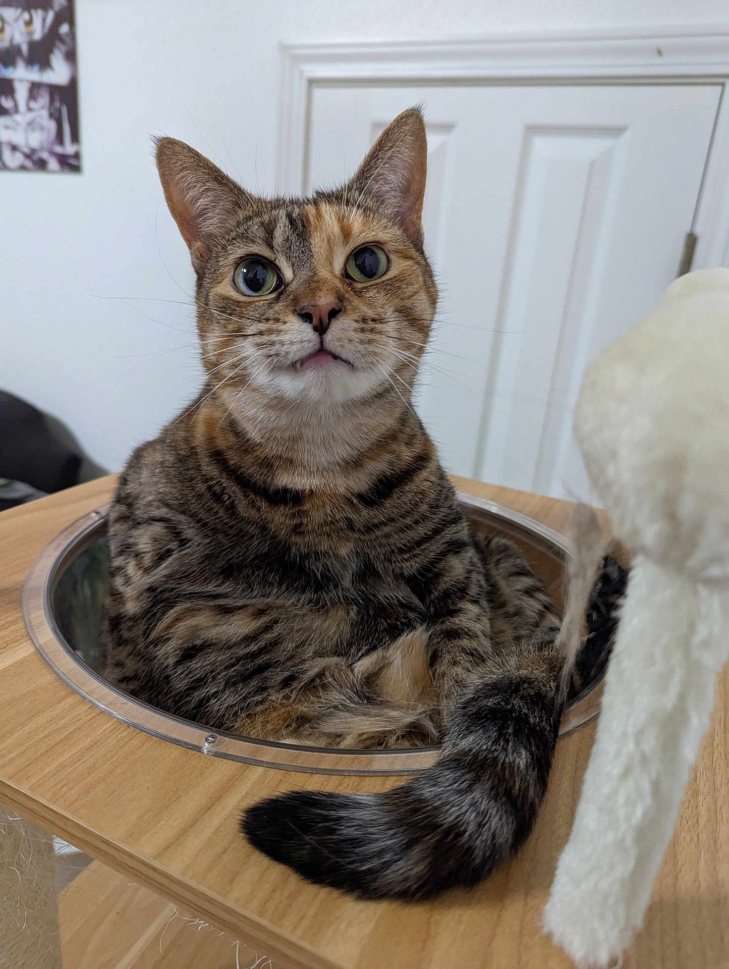 Squackers is registered to the contest to win money with this photo: animal, cat, curious, cute, domestic_cat, ears, eyes, face, feline, fur, house, indoor, pet, playful, relaxed, tabby, tail, toy, whiskers, wooden_surface