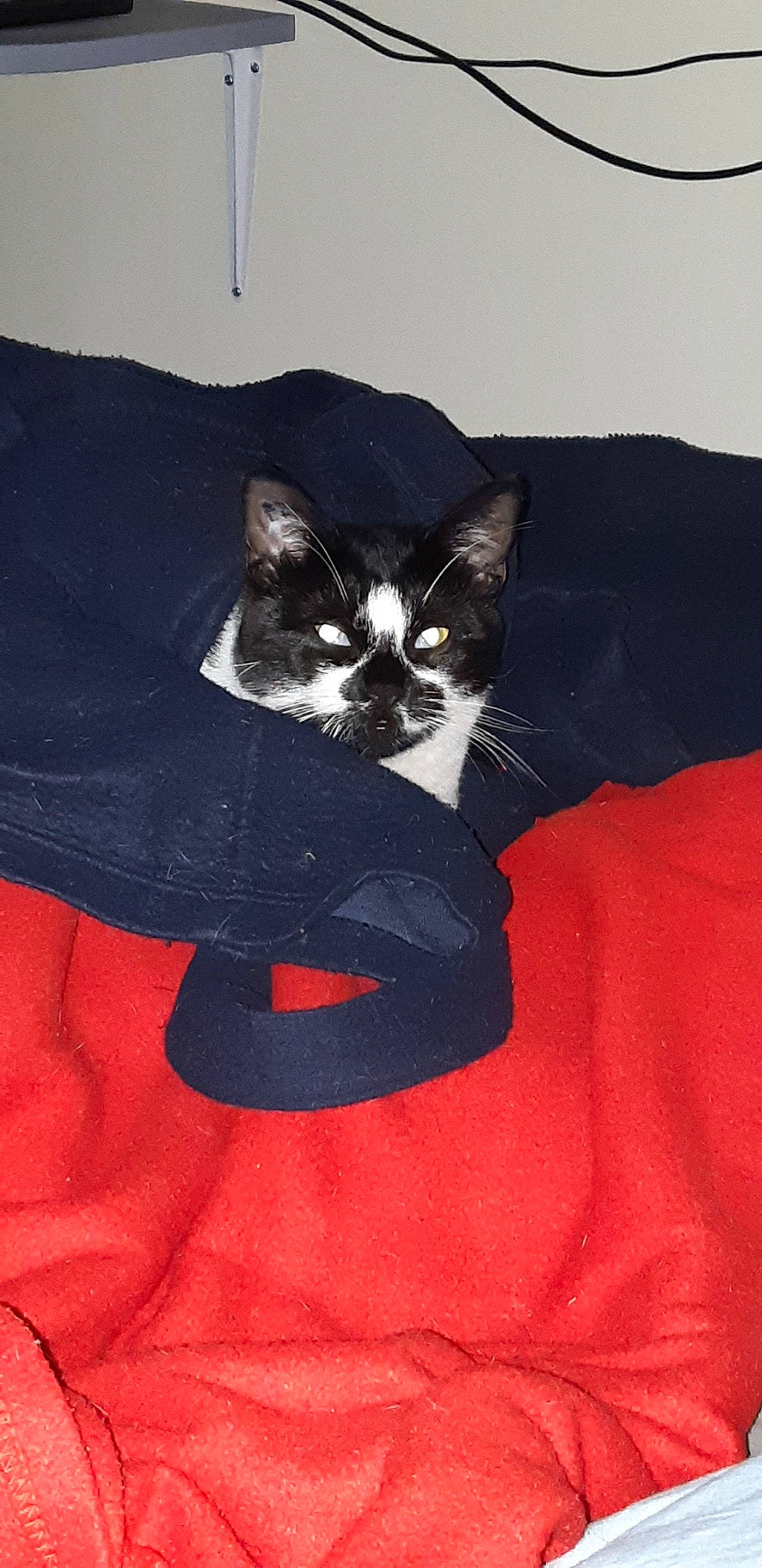 Charlie participe au concours pour gagner de l'argent avec cette photo : black, black_cat, carnivore, cat, domestic_short_haired_cat, felidae, kitten, small_to_medium_sized_cats, tail, textile, whiskers