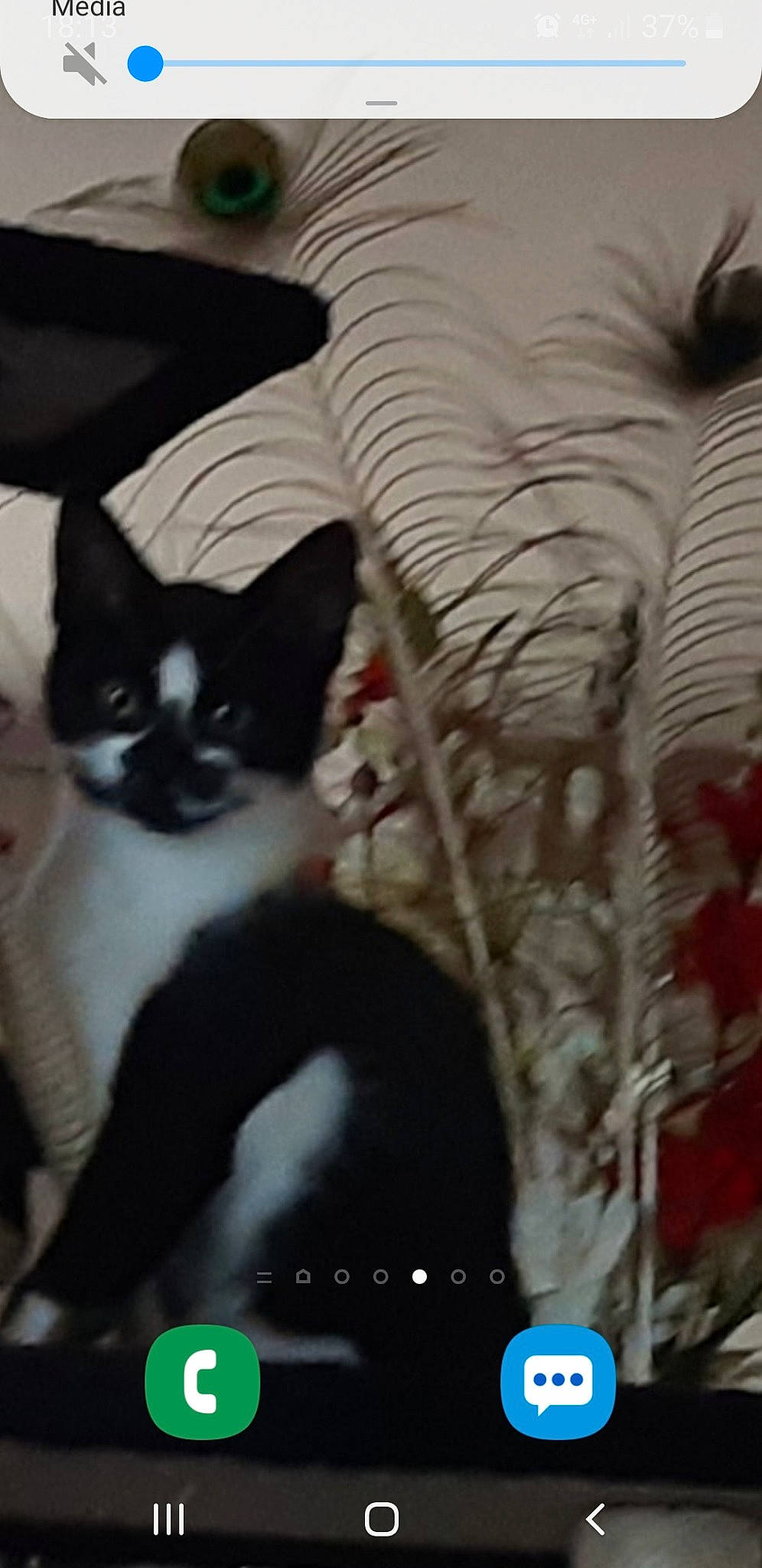 Charlie participe au concours pour gagner de l'argent avec cette photo : black_cat, carnivore, cat, domestic_short_haired_cat, felidae, kitten, mammal, small_to_medium_sized_cats, tail, whiskers