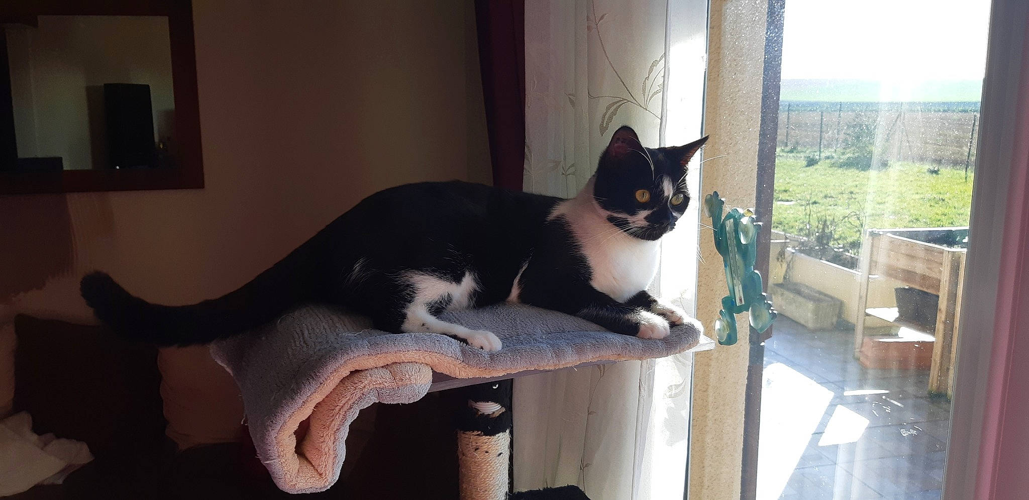 Charlie a rejoint le concours — aidez-le/la à gagner de superbes lots ! black_cat, carnivore, cat, domestic_short_haired_cat, felidae, mammal, polydactyl_cat, small_to_medium_sized_cats, tail, whiskers, window