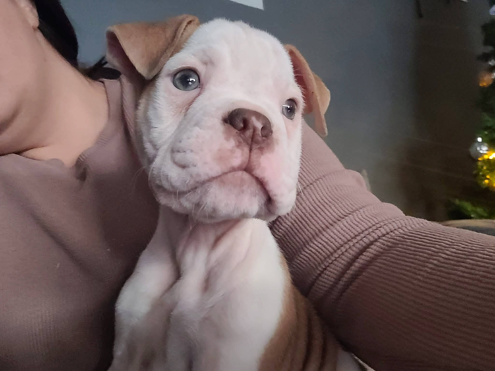 Aj is registered to the contest to win money with this photo: canidae, carnivore, comfort, companion_dog, dog, dog_breed, dogo_guatemalteco, ear, eye, fawn, fur, houseplant, jaw, molosser, non_sporting_group, snout, sporting_group, whiskers, working_animal, wrinkle