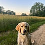 Appy a rejoint le concours — aidez-le/la à gagner de superbes lots ! dog, puppy, golden_retriever, animal, pet, outdoor, nature, field, grass, dirt_path, trees, sunset, collar, leash, canine, mammal, young, cute, fur, sitting