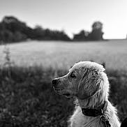 Appy a rejoint le concours — aidez-le/la à gagner de superbes lots ! dog, golden_retriever, outdoor, field, grass, collar, leash, black_and_white, profile, pet, animal, nature, canine, fur, peaceful, portrait, side_view, landscape, calm, daylight