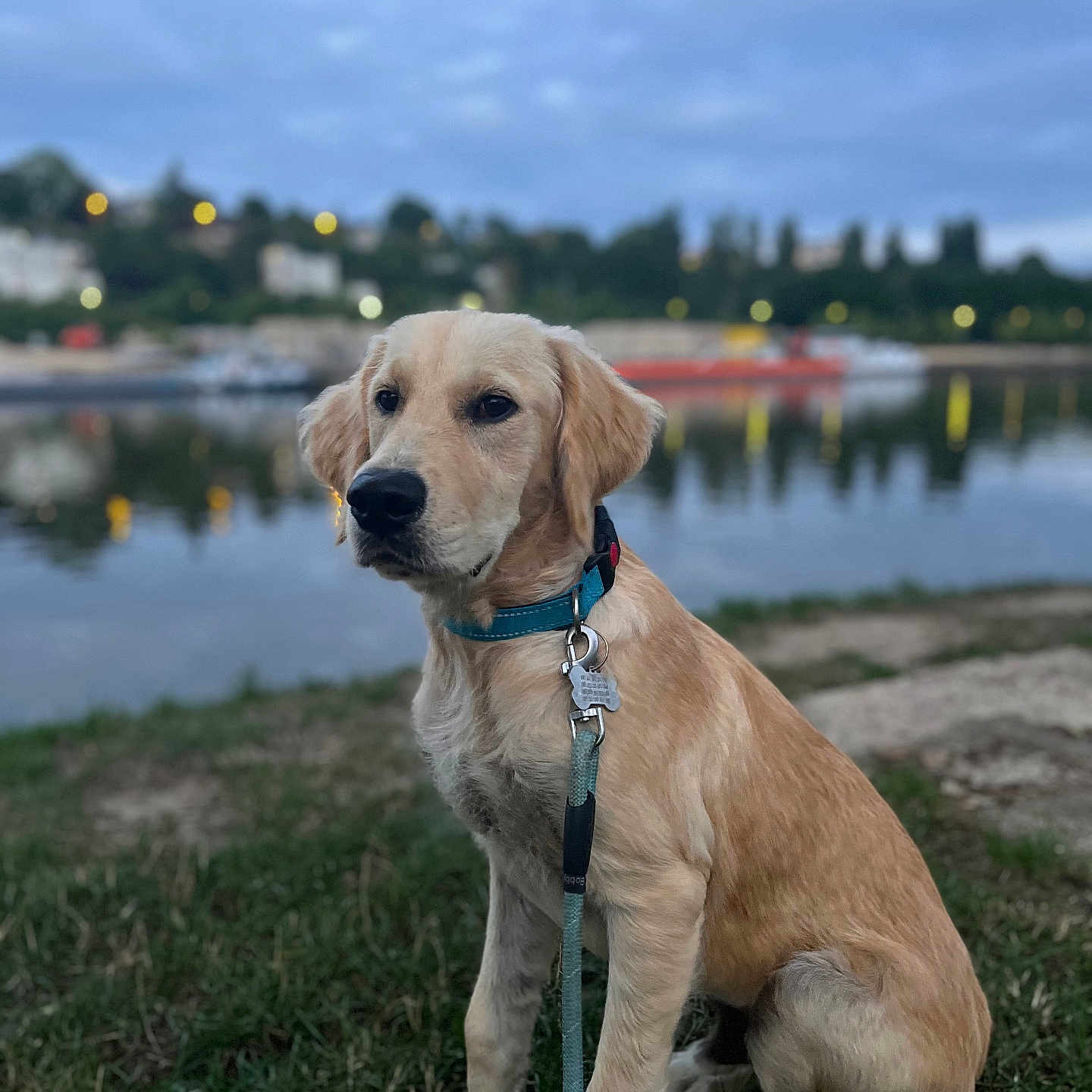 Appy a rejoint le concours — aidez-le/la à gagner de superbes lots ! animal, blurred_background, calm, collar, dog, evening, golden_retriever, grass, leash, lights, nature, outdoor, pet, puppy, reflection, river, sitting, sky, trees, water