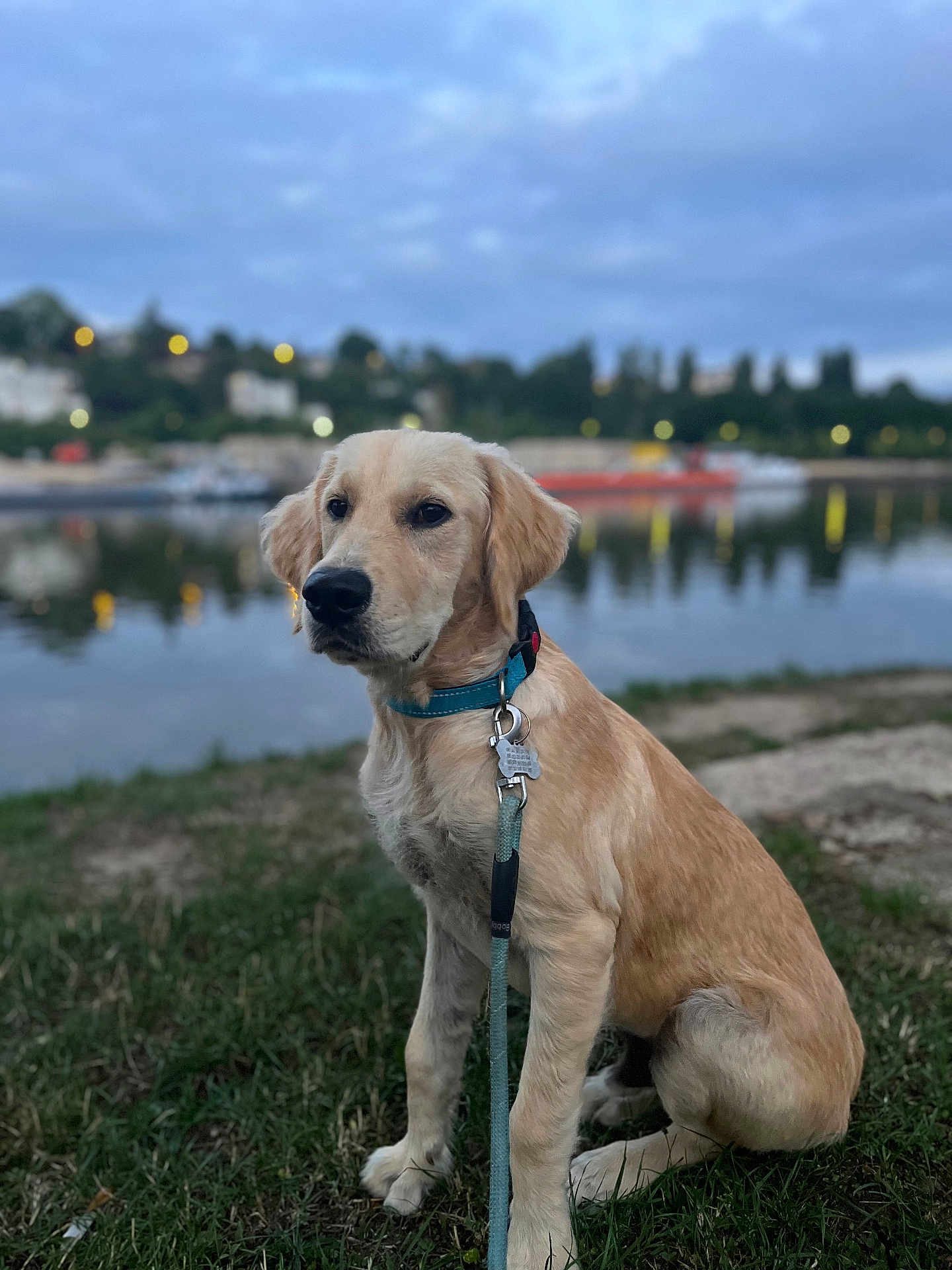 Appy a rejoint le concours — aidez-le/la à gagner de superbes lots ! dog, golden_retriever, puppy, grass, leash, collar, water, river, evening, outdoor, nature, pet, animal, sitting, calm, sky, trees, reflection, lights, blurred_background