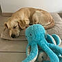 Appy a rejoint le concours — aidez-le/la à gagner de superbes lots ! dog, puppy, sleeping, cushion, floor, plush_toy, octopus, blue, beige, indoor, tile_floor, relaxing, cute, pet, cozy, soft, animal, toy, resting, home
