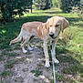 dog, golden_retriever, puppy, leash, grass, dirt_path, outdoor, nature, sunny, tree, pet, canine, young_dog, walking, animal, greenery, park, summer, daylight, mammal