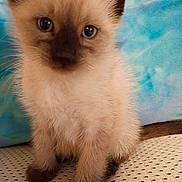 Pinto is registered to the contest to win money with this photo: kitten, cat, siamese, blue_eyes, fluffy, pet, animal, young, cute, indoor, feline, fur, whiskers, small, mammal, portrait, sitting, closeup, domestic_cat, playful