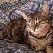 Gigi Lee Bean joined the competition — help win amazing prizes! cat, tabby, sleeping, collar, pet, animal, feline, cozy, blanket, pattern, soft, resting, cute, fur, whiskers, domestic_animal, indoor, relaxed, closeup, comfort